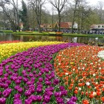 tulip festival 